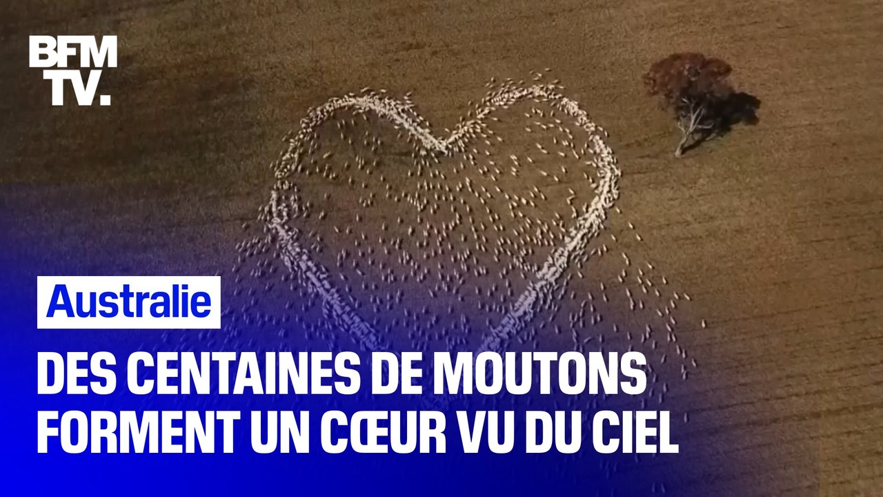 Australie: des centaines de moutons forment un cœur vu du ciel
