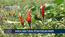 Harga Cabai Anjlok, Petani Enggan Memanen dan Membiarkan Tanaman Cabai Membusuk