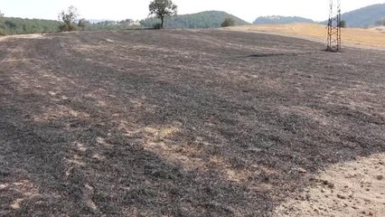 Son dakika haberi... Yüksek gerilim hatlarına kapılan atmaca yangına neden oldu