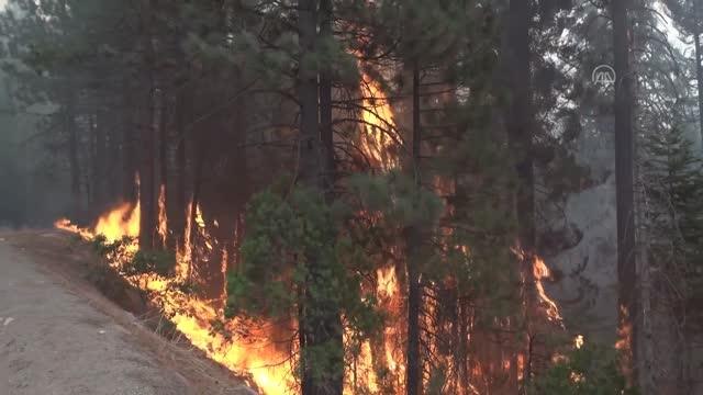 Kaliforniya eyaleti, orman yangınlarıyla mücadeleyi sürdürüyor