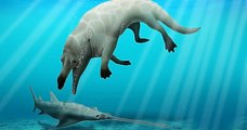 Égypte : des scientifiques ont découvert le fossile d'une baleine à quatre pattes qui vivait aussi bien sur terre que dans la mer