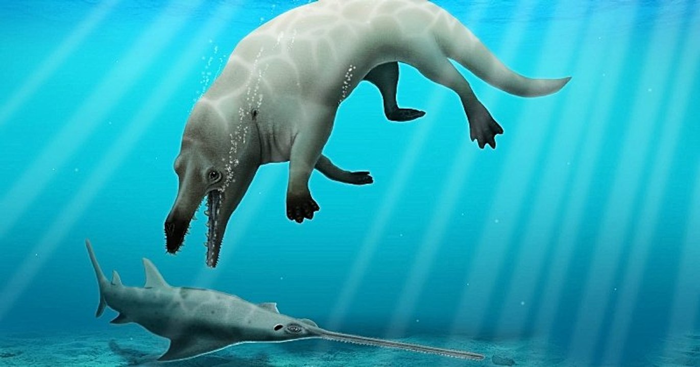 Égypte : des scientifiques ont découvert le fossile d'une baleine à quatre pattes qui vivait aussi bien sur terre que dans la mer
