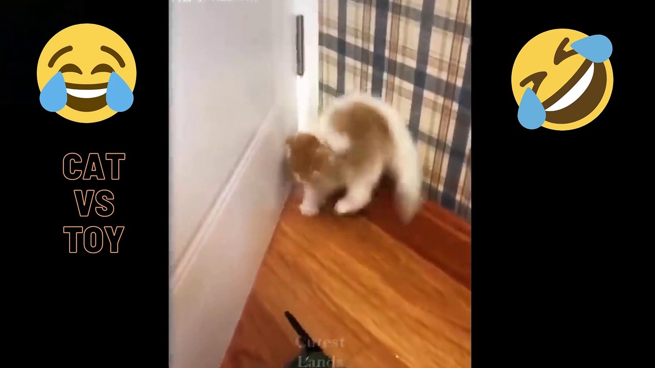 CAT VS TOY FUNNY VIDEO