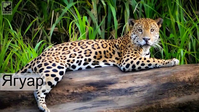 Топ-10 животных, находящихся под угрозой исчезновения