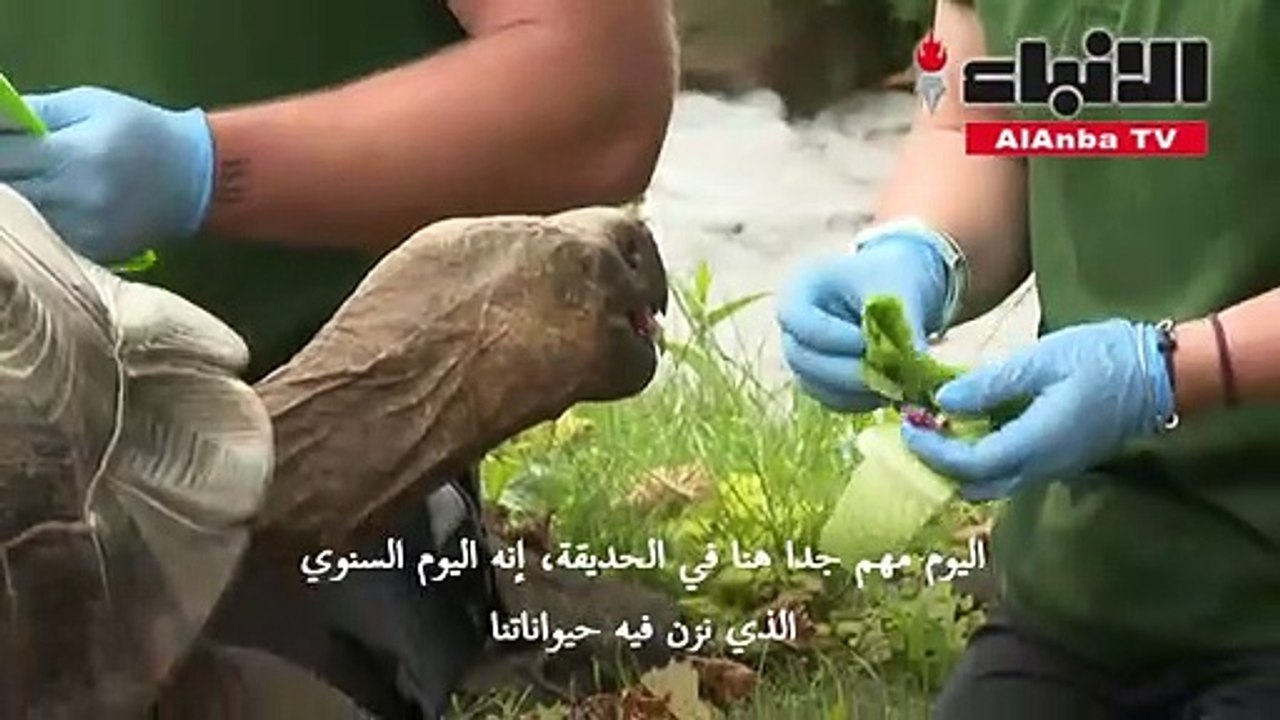 الحيوانات تقف على الميزان في يوم القياس السنوي في حديقة حيوانات لندن