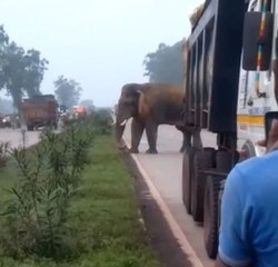 ঝাড়গ্রামের ছয় নম্বর জাতীয় সড়কে হাতি | Oneindia Bengali