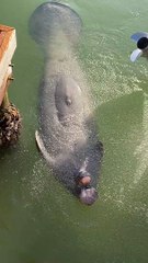 Manatee Swims Over to Enjoy Fresh Water Spray