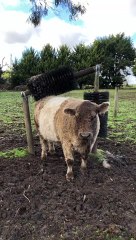 Cute Cows Seriously Love New Scratching Posts