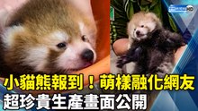 小貓熊報到！萌樣融化網友 超珍貴生產畫面公開