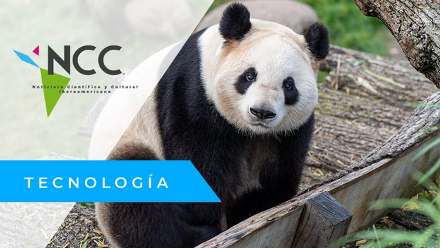 Osos panda, de animales “en peligro de extinción” a “vulnerables”