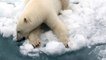 Arctique russe: des images saisissantes d'ours polaires
