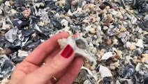 Como são as conchas que invadiram a praia em Balneário Camboriú