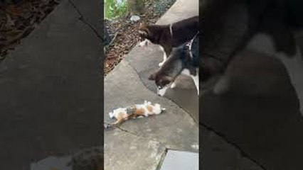 Cat Teases Leashed Puppies