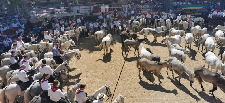 Saint-Laurent-d'Aigouze : journée à l'ancienne