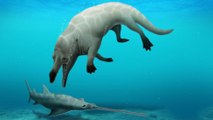 Ancient Fossil of Four-Legged Whale Discovered in Egypt