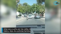 Una vaca suelta por las calles de Utrera (Sevilla) siembra el caos y deja dos policías heridos