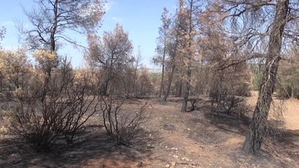 Yanan ormanlık alan yeniden yeşermeye başladı