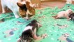 Mom cat sweetly calls and licks her meowing newborn kittens
