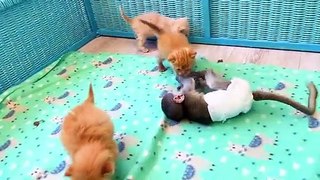 Dad cat punished mom cat that she left the kittens alone
