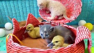 _Who is so yellow here__ - Basket with kittens and ducklings
