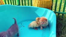 Kittens walk and sleep with ducklings while foster mom cat is resting