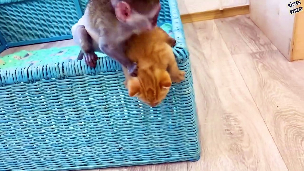 Baby monkey Susie does not let dad cat hiss at loud meow kitten while mom cat feeds kittens.