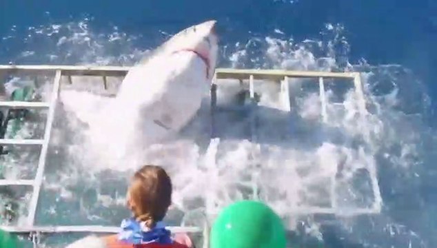 Un Grand Requin Blanc s'invite dans une cage ou était un plongeur