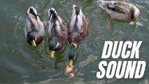 Feeding Pond Ducks | Duck Pond Sounds | Kingdom Of Awais