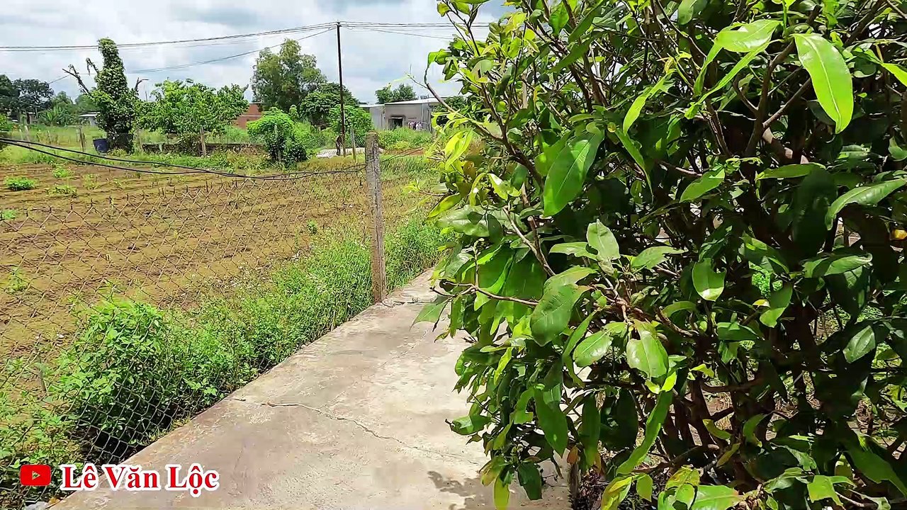 Cách Cắt Tiết Gà - Cắt Tiết Vịt Cực Chất Mà Không Ai Nghĩ Ra/ Mẹo Làm Thịt Gà Vịt Nhanh cook chicken