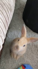 Baby bunnies exploring the home! 