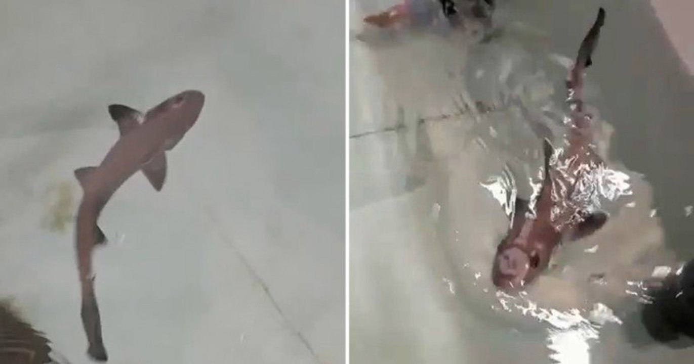 Sardaigne : un bébé requin est né dans un aquar...