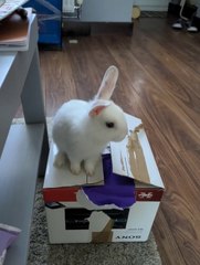 Cuteness overload! Bunny destroys box!