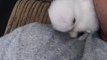 Baby bunny cleaning herself on dad's shoulder 