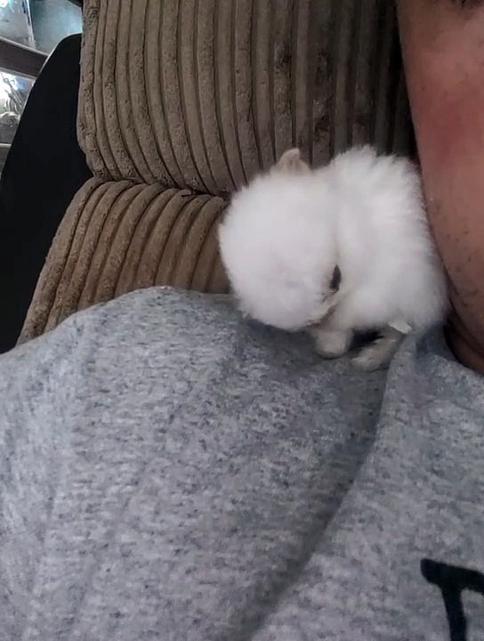 Baby bunny cleaning herself on dad's shoulder 