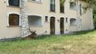 Varias familias italianas se despiertan con dos ciervos en su jardín