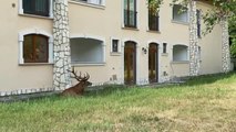 Varias familias italianas se despiertan con dos ciervos en su jardín