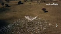 Acto de amor: un granjero formó un corazón gigante con sus ovejas en honor a su tía fallecida