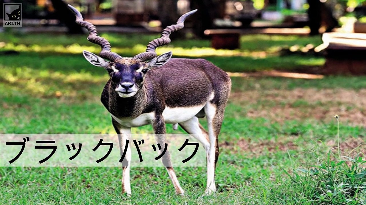 世界で最速の陸上動物トップ5選