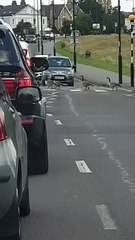 Gaggle of Geese Use Crosswalk