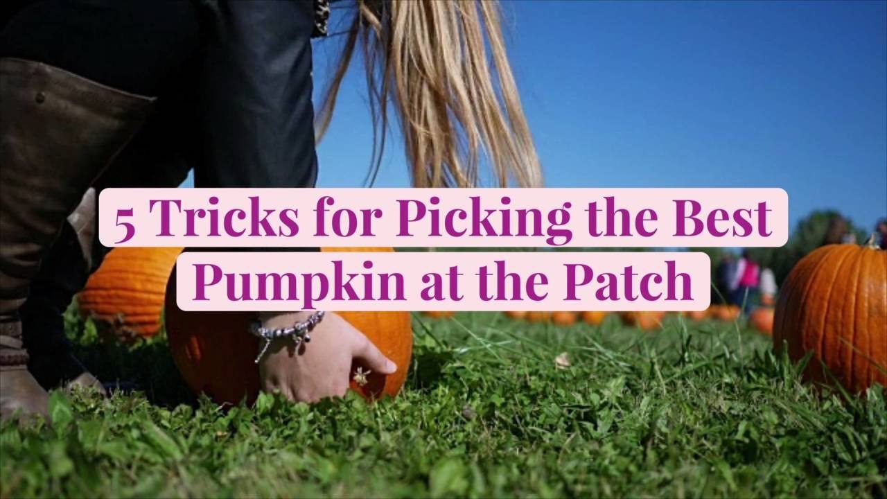 5 Tricks for Picking the Best Pumpkin at the Patch