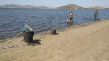Operarios de Medio Ambiente retirando algas de la Playa del Cavanna del Mar Menos.