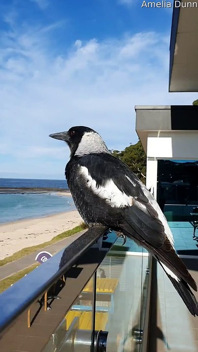 Magpie Sings on Command