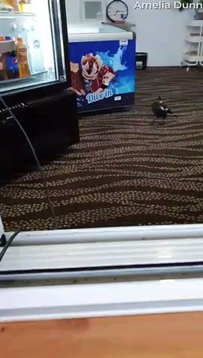 Magpie Helps Coffee Shop