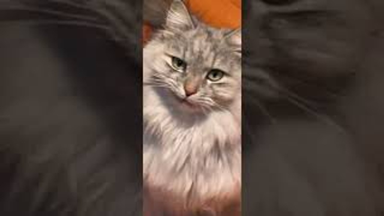Hungry Cat Smiles For Ham