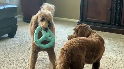Dog Plays Keep Away From Friend