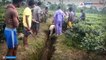forest officials rescued wild elephant calf