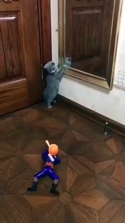 Funny cat 