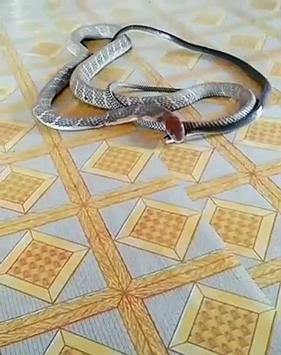 Monster King Cobra