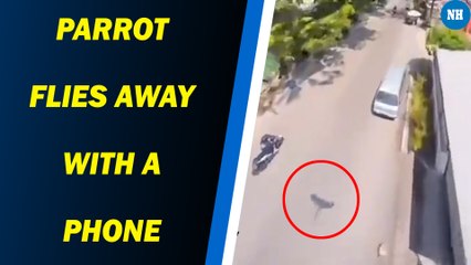 Parrot flies away with a phone. What happened next is a viral video now