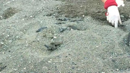 Samandağ sahilindeki yavru deniz kaplumbağalarının deniz yolculuğu sürüyor